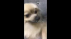 Dog sneezes dramatically