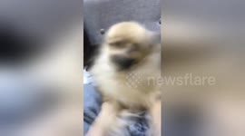 Newsflare Edit - Dog sneezes dramatically
