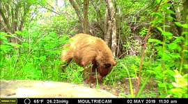 bear at man cave early May 2019