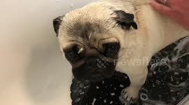 Cute Pug looking sad in shower, then runs round the house to dry off