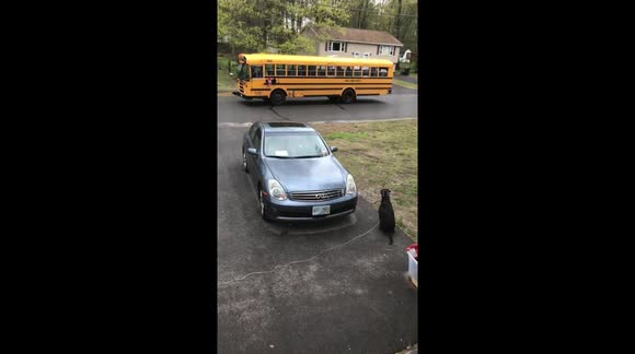 Boy greeted by excited puppy from the bus!