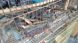 Green geckos sold on the streets of Indonesia for traditional medicine