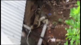 Mangoose natural Love making