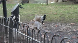 Squirrel on fence exploring for food.