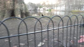 Squirrel jumping in front of camera