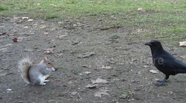 Squirrel and crow together