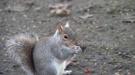 Close up of squirrel eating