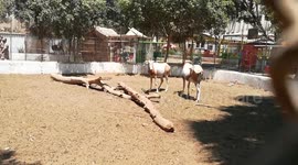 Scimitar Horned Oryx In Pond Moving Tails