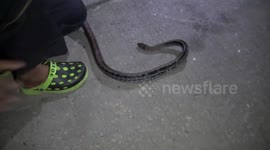 Snake attacks fireman after being caught hiding in a pile of shoes
