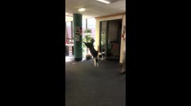 Dog in Manchester jumps head over heels to play with bubbles