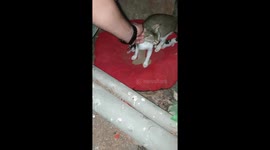 When the cat doesnt want you to touch the kittens!!!