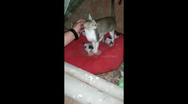 When the Cat doesnt want you to touch her kittens!!! Part 2