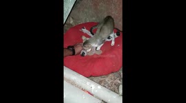 When the Cat doesnt want you to touch her kittens!!! Part 3