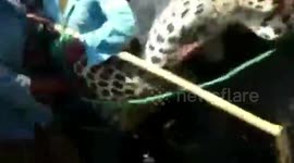 Runaway leopards sneak into Indian village, maul over five people before one of them gets lynched at the hands of angry mob