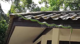 Hapless tree snake left in a twist after getting stuck on power cable
