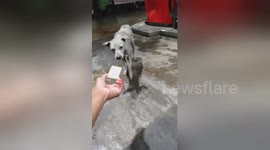Biker in Philippines feeds cracker to shy stray dog while both shelter from rain