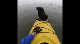 Curious seal pup greets Namibian man by climbing onto his kayak