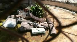 Crocodile Trying To Fake His Movements To People