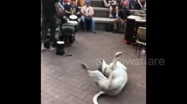 This guys feeling all the vibes at the Asheville drum circle