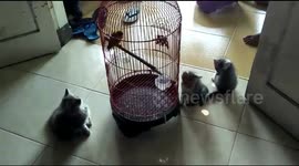 Bird teases three kittens from safety of a cage