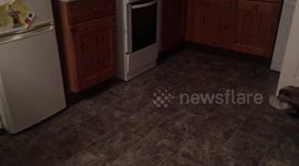 Mum at wits end thanks to BADGER who creeps into her home and raids her freezer every night! (CCTV Cut)