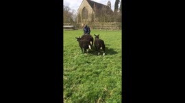 Amazing Sheep Training