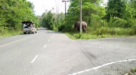Elephant Has Roadside Snake