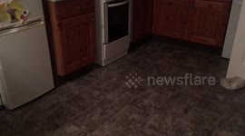 Mum at wits end thanks to BADGER who creeps into her home and raids her freezer every night (RAW, NO EDIT)