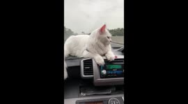 Kitty Likes To Ride On Car Dashboard