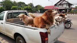 Six Dogs Pile Into Pickup Truck