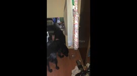 Puppy finds himself in the mirror