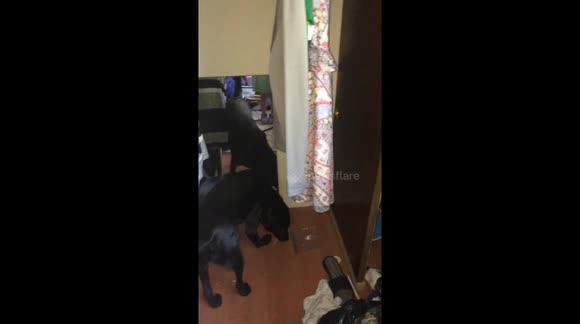 Puppy finds himself in the mirror