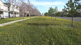 Dandelions take over every square inch of green grass in the Cornell neighborhood of Markham Canada this spring making for a sea of yellow flowers instead of green grass.