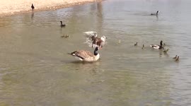 Mother duck bravely protects her chicks from attacking goose