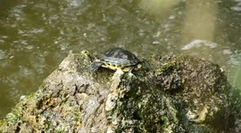 A turtle takes a bath in the waterfall in the fuente del berro park in Madrid