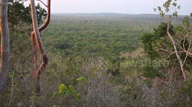 Woodpecker builds nest in tree