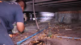 Epic chase to catch two monitor lizards hiding under coffee shop in Thailand