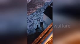 Terrifying moment dog walker gets smashed by huge waves crashing over sea wall in Cornwall