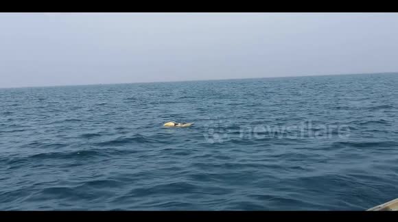 Olive Ridely Sea Turtles in Pacific & Indian Oceans.