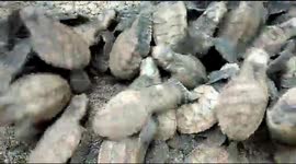 hundreds of 1-day-old hatchlings are ready to be released