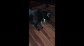 Sneaky Lizard Predicament