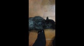 Why little puppies are soooo cute??