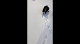 Dog playing in snow