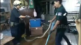 Python caught in ceiling of family home trying to eat pet cat