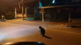 Dog With Broken Legs Hobbles Down Road