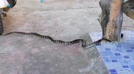 Snake catches rat under tree