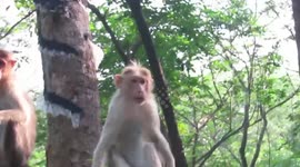 A beautiful Monkey Family