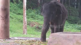 A Funny Elephant Dance