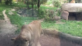 Lioness attacks