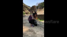 Naughty monkey bounces on Japanese tourist